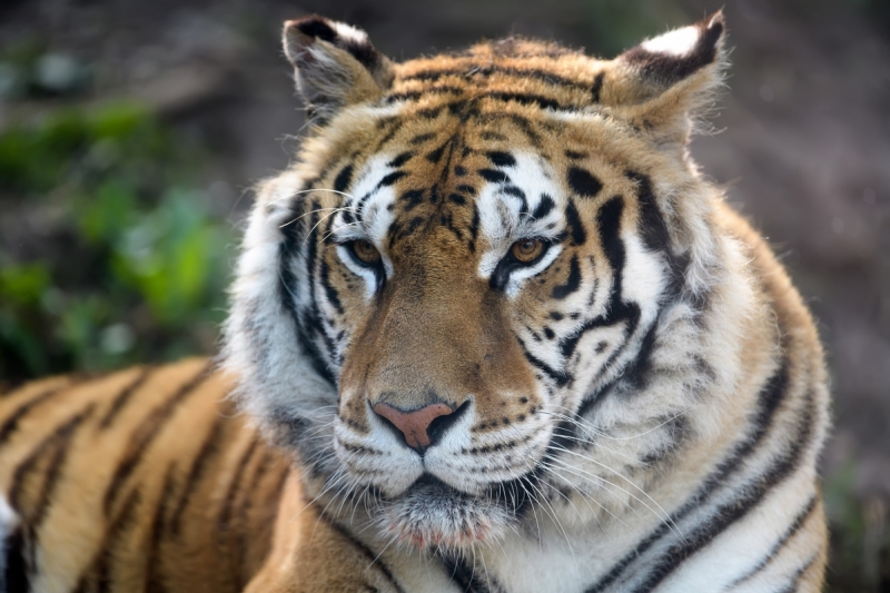 Ritratto di una tigre in cattività